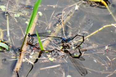 胸がブルーのメス