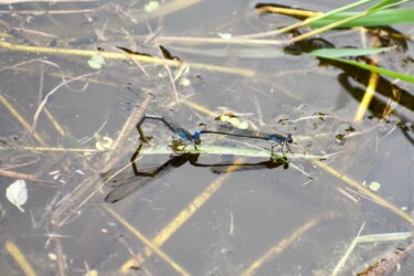 胸がブルーのメス