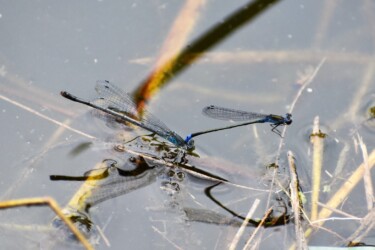 胸がブルーのメス