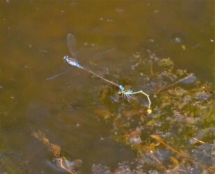 胸が黄色いメス