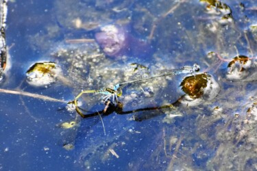 胸が黄色いメス