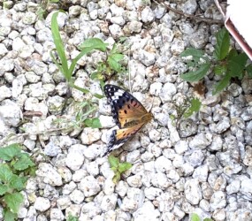 ツマグロヒョウモンのメス