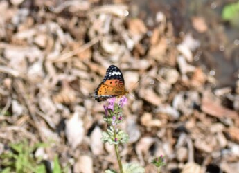 ツマグロヒョウモンのメス
