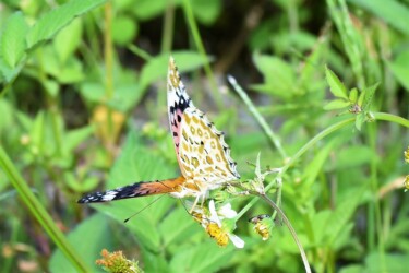 ツマグロヒョウモンのメス