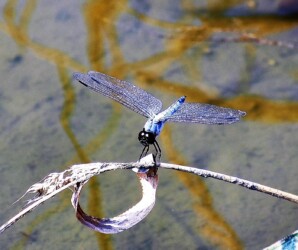 コフキトンボのオス