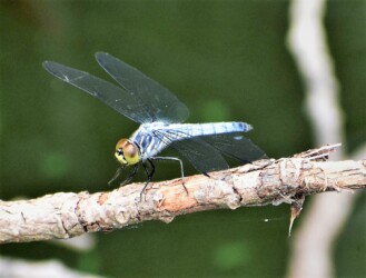 コフキトンボのメス