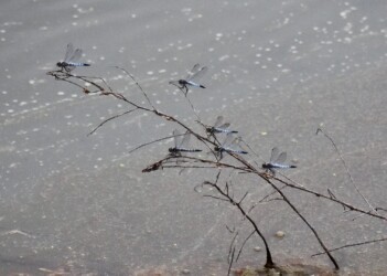 養殖池の枯れ枝にとまるコフキトンボの群れ