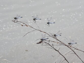 養殖池の枯れ枝にとまるコフキトンボの群れ
