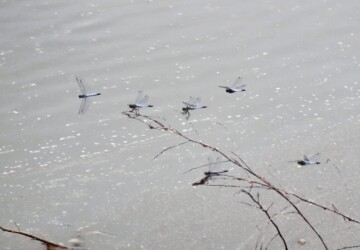 養殖池の枯れ枝にとまるコフキトンボの群れ