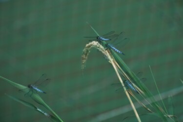 ゲージ内に閉じ込められたコフキトンボ