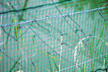 ゲージ内に閉じ込められたコフキトンボ