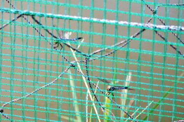 ゲージ内に閉じ込められたコフキトンボ