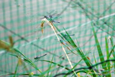 ゲージ内に閉じ込められたコフキトンボ