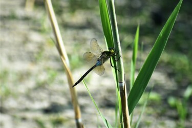 ギンヤンマのオス
