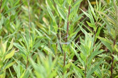 ギンヤンマのメス