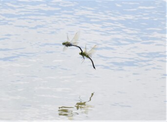 連結して飛翔中