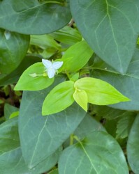 戸田緑地公園のトキワツユクサ(園芸種か?)