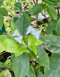 戸田緑地公園のトキワツユクサ(園芸種か?)
