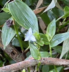 福原輪中で見かけたトキワツユクサ