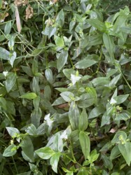 福原輪中で見かけたトキワツユクサ