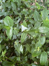 福原輪中で見かけたトキワツユクサ