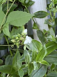 福原輪中で見かけたトキワツユクサ