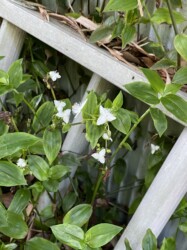 福原輪中で見かけたトキワツユクサ