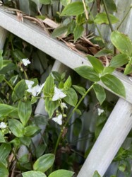 福原輪中で見かけたトキワツユクサ