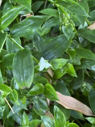 福原輪中で見かけたトキワツユクサ