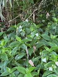 福原輪中で見かけたトキワツユクサ