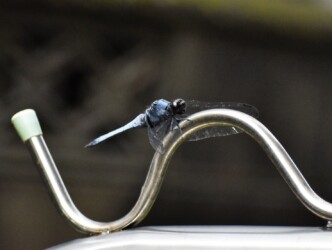 庭で羽化したオオシオカラトンボのオス