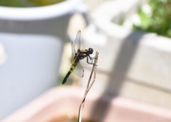 庭で羽化したメス