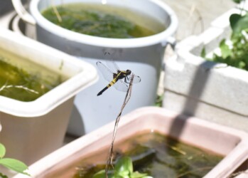 庭で羽化したメス