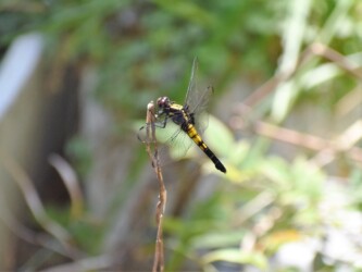 庭で羽化したメス