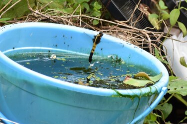 庭で産卵するオオシオカラトンボのメス