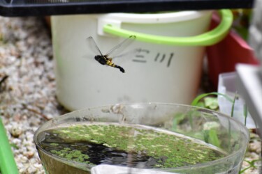 庭で産卵するオオシオカラトンボのメス