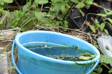 庭で産卵するオオシオカラトンボのメス