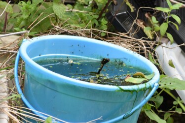 庭で産卵するオオシオカラトンボのメス