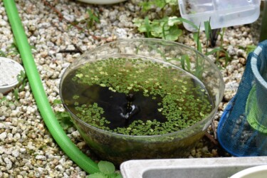 庭で産卵するオオシオカラトンボのメス