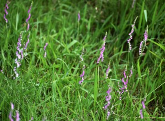 群生するネジバナ