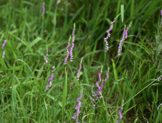 群生するネジバナ
