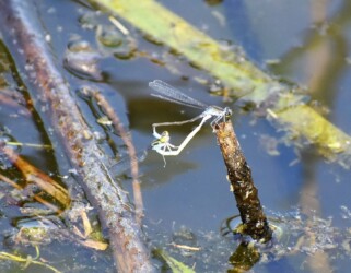 交尾態でとまるクロイトトンボ