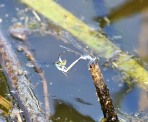 交尾態でとまるクロイトトンボ