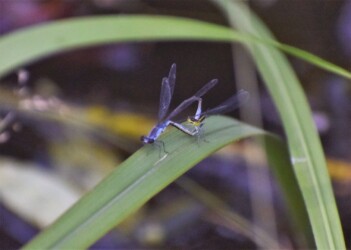 交尾態でとまるクロイトトンボ