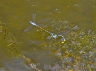 埋め込み産卵中