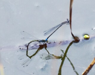 埋め込み産卵中