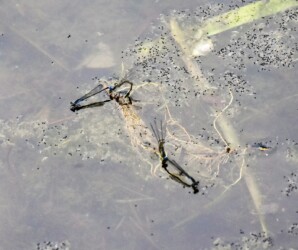 埋め込み産卵中