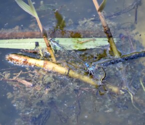 埋め込み産卵中