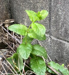 シソ科 西洋ハッカ