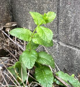 シソ科 西洋ハッカ
